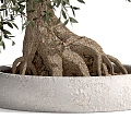 Bonsai Plants 08 3d model