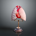 Detailed Human Lungs and Heart Anatomical Model with Metal Stand for Medical Education