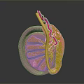 3D Inner Ear Anatomical Medical Device Model with Structural Details for Medical Education