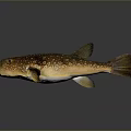 Brown Puffer Fish With White Spots Yellow Fins And Reflection On Dark Background