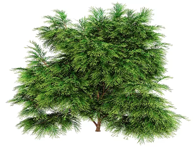 Lush Green Arbor Tree With Dense Foliage And Healthy Branches In Natural Form 3d model
