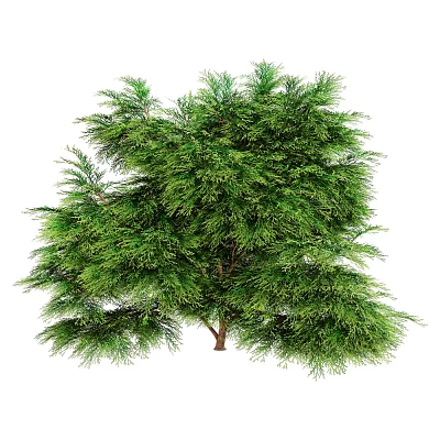 Lush Green Arbor Tree With Dense Foliage And Healthy Branches In Natural Form 3d model