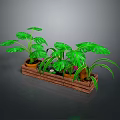 Green Leafy Plants In Wooden Tray With Large Foliage And Varieties