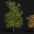 Tall Leafy Trees With Green And Golden Foliage In Varied Sizes