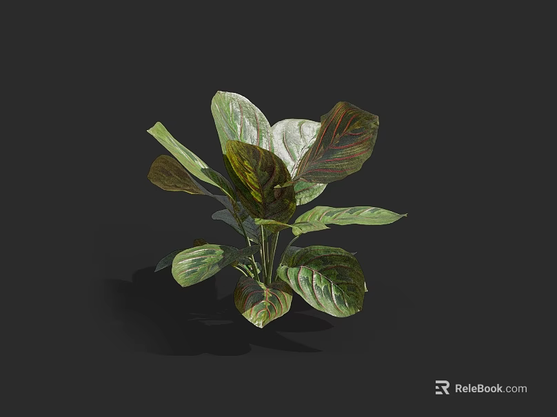 Green And Brown Leafy Plant With Large Leaves For Indoor Decoration 3d model 