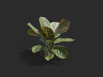 Green And Brown Leafy Plant With Large Leaves For Indoor Decoration 3d model