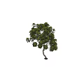 Tall Arbor with Curved Trunk and Lush Green Foliage in Height Measurement