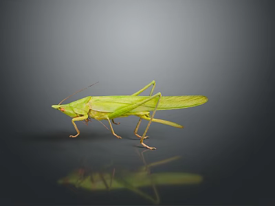 Green Grasshopper With Detailed Body And Transparent Wings On Dark Background 3d model