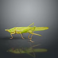 Green Grasshopper With Detailed Body And Transparent Wings On Dark Background