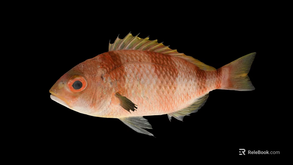 Vibrant Red and White Fish with Yellow Fins and Red Eyes on Black Background 3d model 