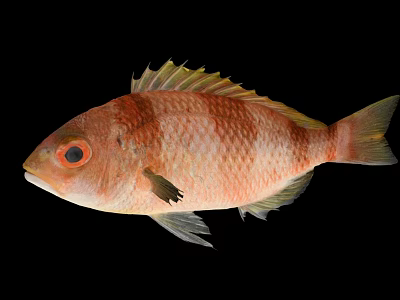 Vibrant Red and White Fish with Yellow Fins and Red Eyes on Black Background 3d model