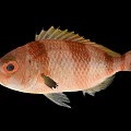 Vibrant Red and White Fish with Yellow Fins and Red Eyes on Black Background