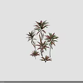 Vibrant Leafy Plants Featuring Pink And Green Leaves On Slender Stems Against Gray Background