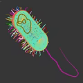 Detailed Yellow Oval Microorganism With Hair Like Structures And Long Tail