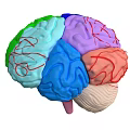 Human Brain 3D Model With Colorful Anatomical Regions And Vascular Textures
