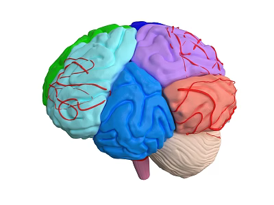 Human Brain 3D Model With Colorful Anatomical Regions And Vascular Textures 3d model