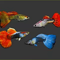 Colorful Guppies With Vibrant Red Yellow Blue Pink Colors On Dark Background