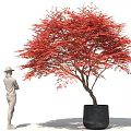 Bonsai Plant With Red Leaves In Black Pot And Person Standing Beside