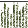 Green Plant Wall With Lush Vertical Foliage For Indoor Decorative Living Design
