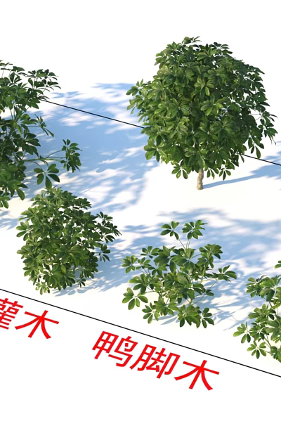 Schefflera Shrubs Various Heights and Lush Green Foliage for Garden Landscaping 3d model