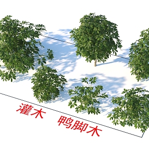 Shrub Duck Foot Wood Plants 3d model