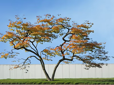 Curved Branch Tree With Orange Yellow Leaves Against Blue Sky White Wall Green Grass 3d model