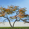 Curved Branch Tree With Orange Yellow Leaves Against Blue Sky White Wall Green Grass