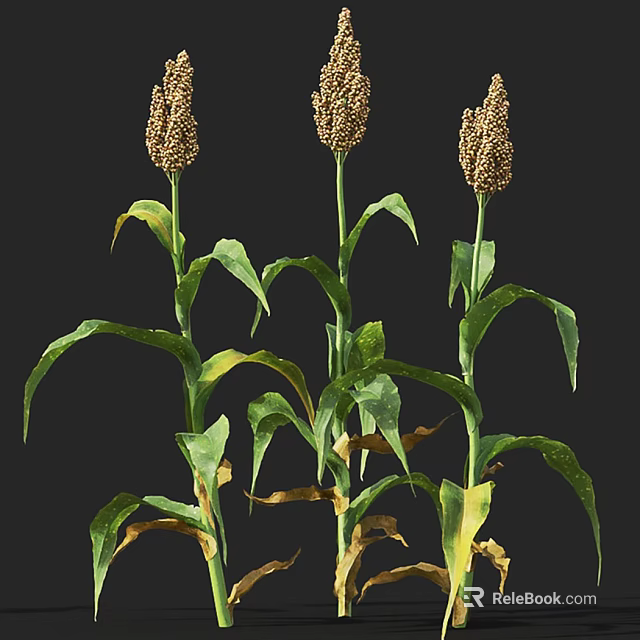 Three Green Plants With Brown Spikelets And Yellow Green Leaves Against Black Background 3d model 