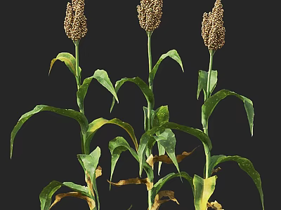 Three Green Plants With Brown Spikelets And Yellow Green Leaves Against Black Background 3d model