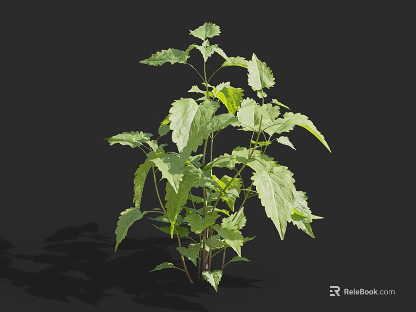 Fresh Green Herb Plant With Lush Serrated Leaves On Black Background 3d model 