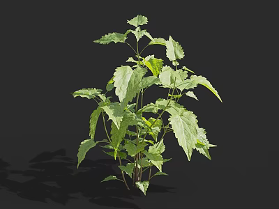 Fresh Green Herb Plant With Lush Serrated Leaves On Black Background 3d model