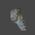 Game Movie Character Mystical Animal Skull Detailed 3D Rendered Realistic Texture