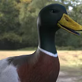 Flying Animal Duck With Green Head Yellow Beak White Belly On Grassy Field