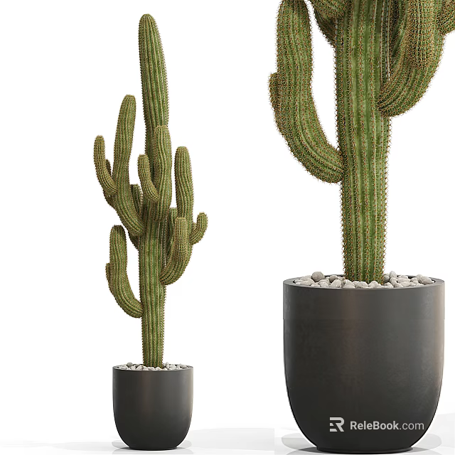 Tall and Short Cactus Potted Plants in Black Pots with Small Stones 3d model 