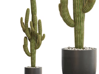 Tall and Short Cactus Potted Plants in Black Pots with Small Stones 3d model