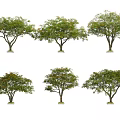 Lush Green Arbor Trees with Dense Foliage Isolated on White Background 3d model