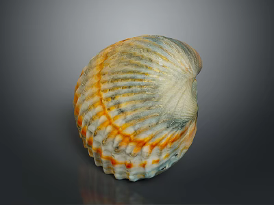 Orange And White Striped Seashell On Gray Reflective Background Surface 3d model