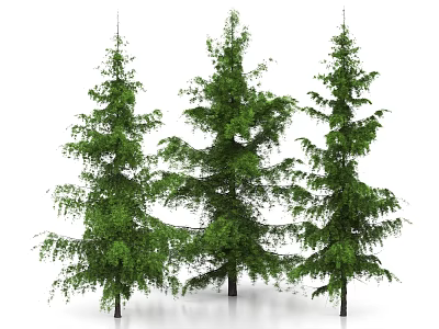 Lush Green Arbor Trees With Dense Foliage And Straight Trunks In White Background 3d model