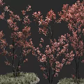 Ornamental Trees With Vibrant Red Leaves And Slender Branches In Potted Green Grass Base