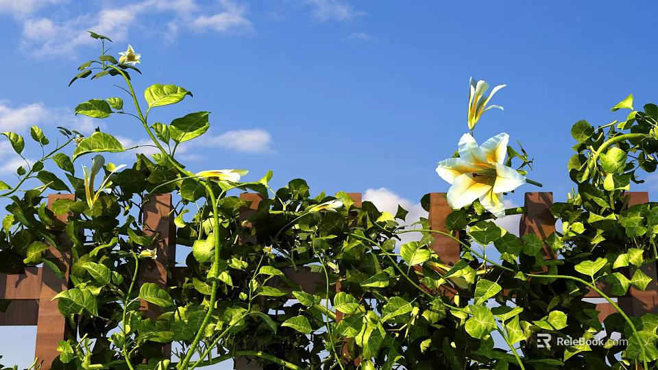 Lush Green Vines Growing On Wooden Fence With White Flowers And Blue Sky 3d model 