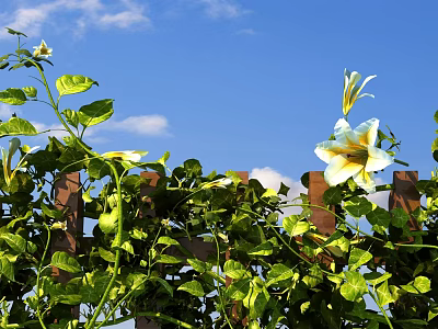 Lush Green Vines Growing On Wooden Fence With White Flowers And Blue Sky 3d model