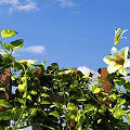 Lush Green Vines Growing On Wooden Fence With White Flowers And Blue Sky
