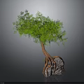 Lush Green Leafy Tree With Hanging Vines And Exposed Roots On Gray Rock