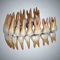 Detailed Human Teeth Model Displaying Gums Tongue And Oral Structure From Various Angles