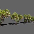 Different Varieties of Green Leaf Shrubs with White Blooms in a Row