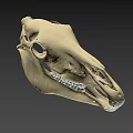 Detailed Animal Skull Anatomical Structure With Visible Teeth On Green Background
