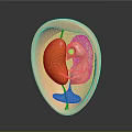 3D Anatomical Model Showing Kidney And Black Spherical Organ In Abdominal Cavity