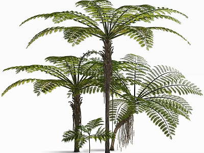 Tropical Trees with Lush Pinnate Leaves Aerial Roots and Trunk Details 3d model