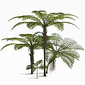 Tropical Trees with Lush Pinnate Leaves Aerial Roots and Trunk Details