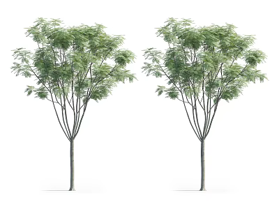Two Arbor Trees with Lush Green Foliage Slender Trunks and Branchy Structure 3d model